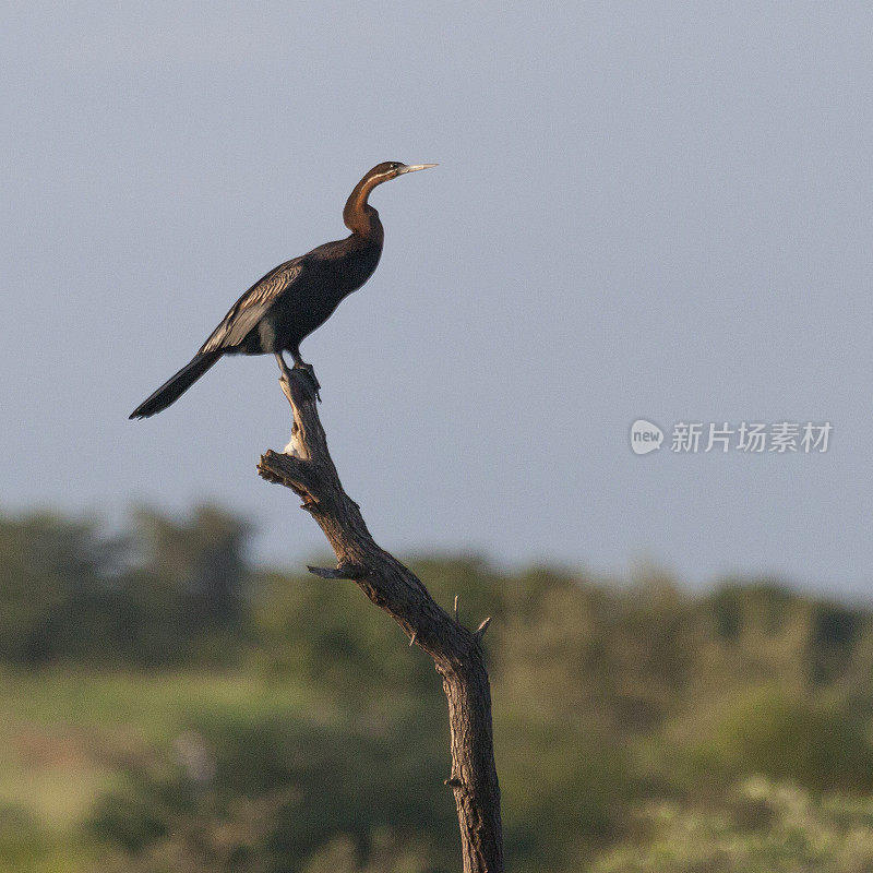 African Darter (Anhinga rufa), dead tree; Okavango River, Namibia, Africa